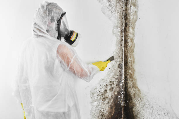 Best Black Mold Remediation in Lauderdale, MN