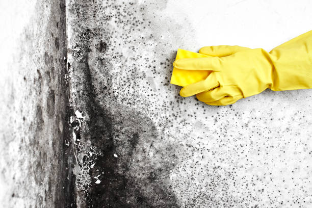 Best Basement Mold Remediation in Lauderdale, MN