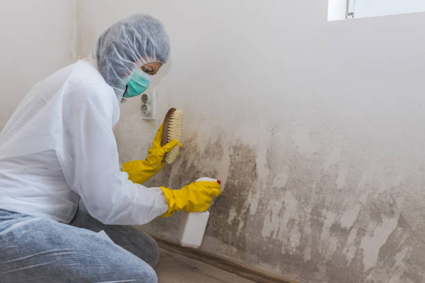 Best Basement Mold Remediation in Lauderdale, MN