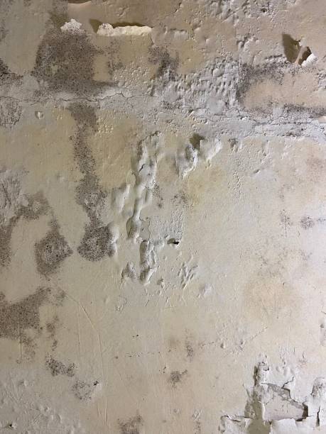 Best Post-Flood Mold Remediation in Lauderdale, MN