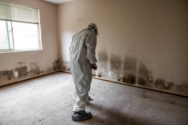 Best Attic Mold Remediation in Lauderdale, MN