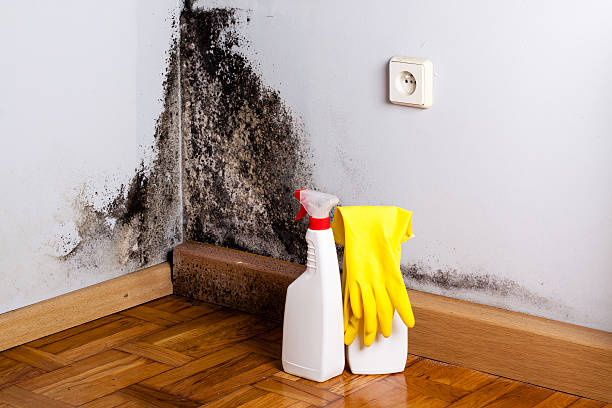 Best Insurance-Related Mold Remediation in Lauderdale, MN