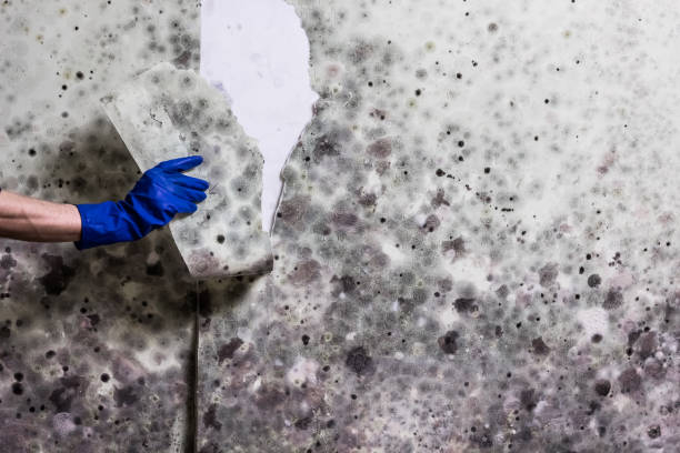 Best Industrial Mold Remediation in Lauderdale, MN